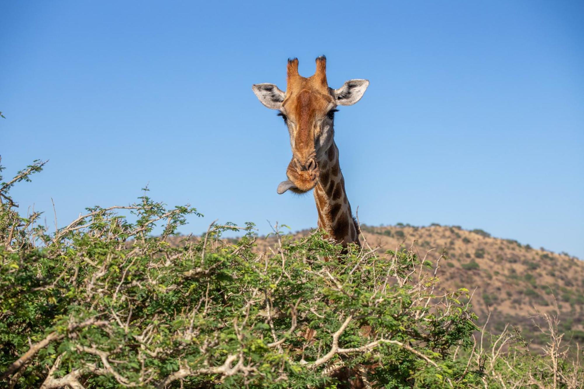 Windhoek Game Camp Villa Lafrenz Township Dış mekan fotoğraf