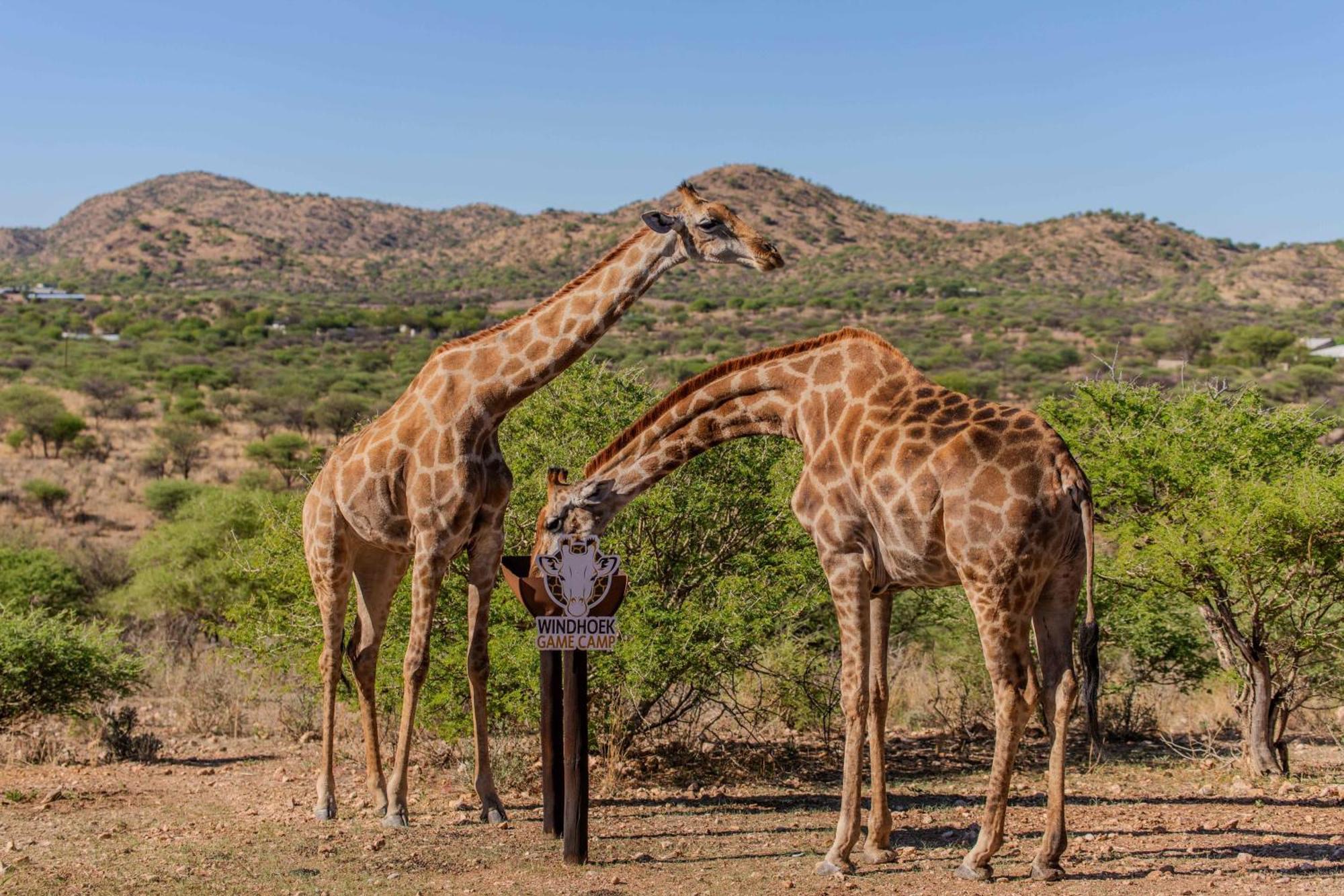 Windhoek Game Camp Lafrenz Township Dış mekan fotoğraf