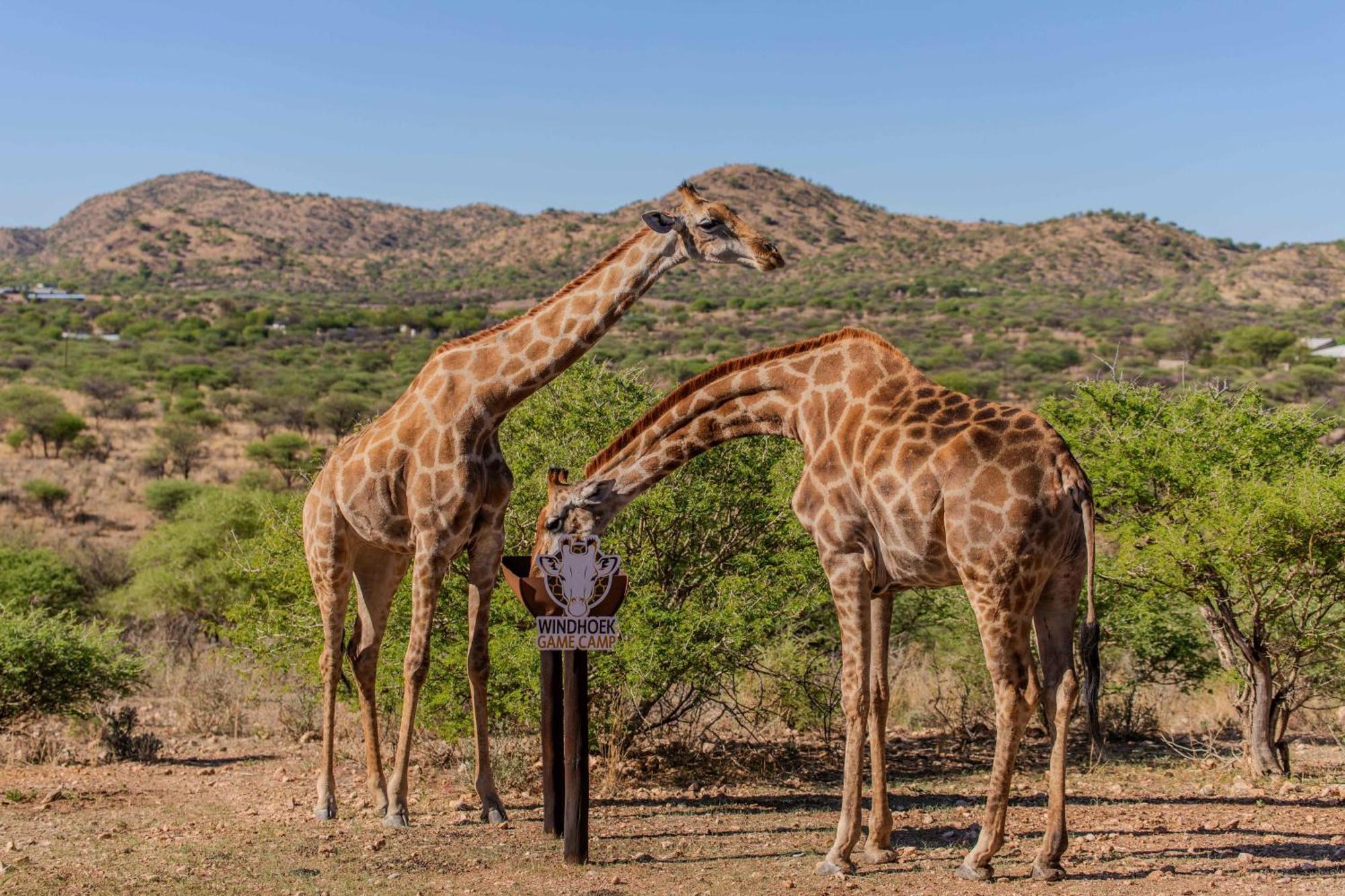 Windhoek Game Camp Villa Lafrenz Township Dış mekan fotoğraf