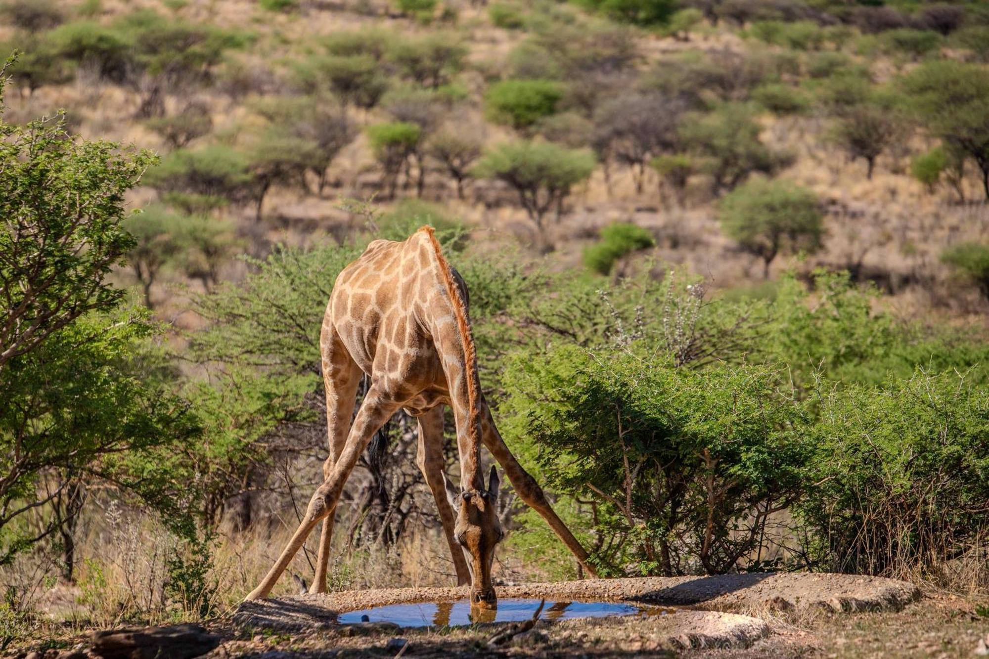 Windhoek Game Camp Villa Lafrenz Township Dış mekan fotoğraf