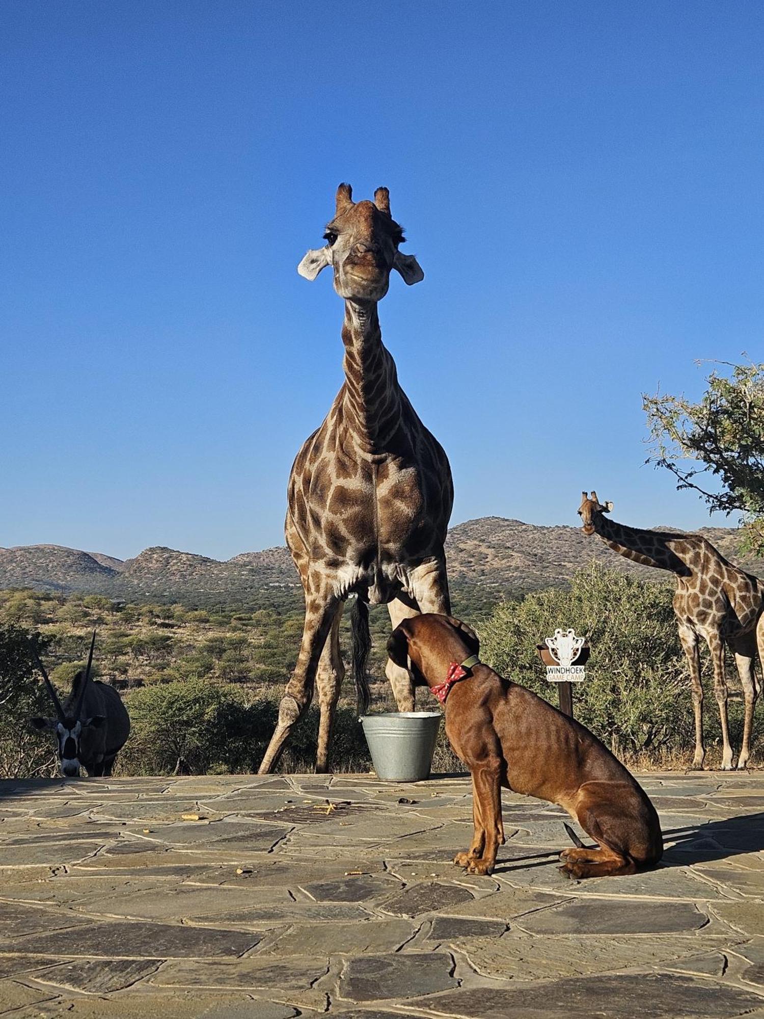 Windhoek Game Camp Villa Lafrenz Township Dış mekan fotoğraf